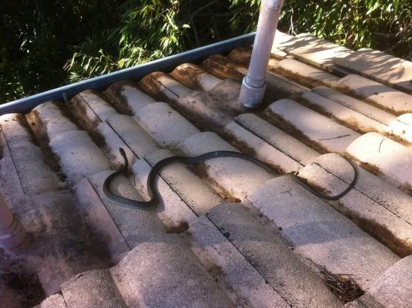 Gutter-Vac Brisbane South-East encounters: SNAKES ON A ROOF!