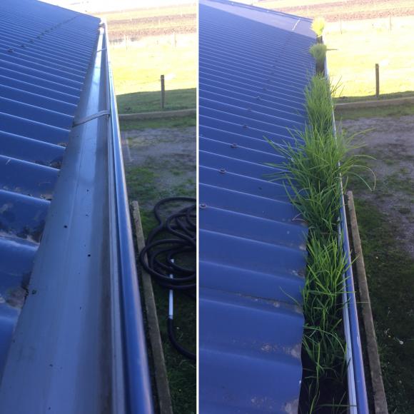 Gutter-Vac Knox provides Before & After Images
