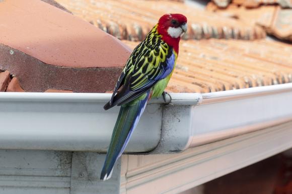 Do you know what is living in your gutters?