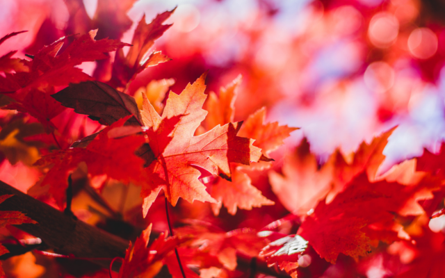 Home Maintenance Tips for Autumn