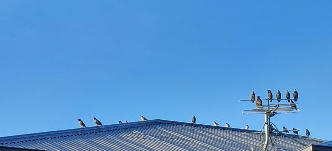 Do you have birds on your roof?