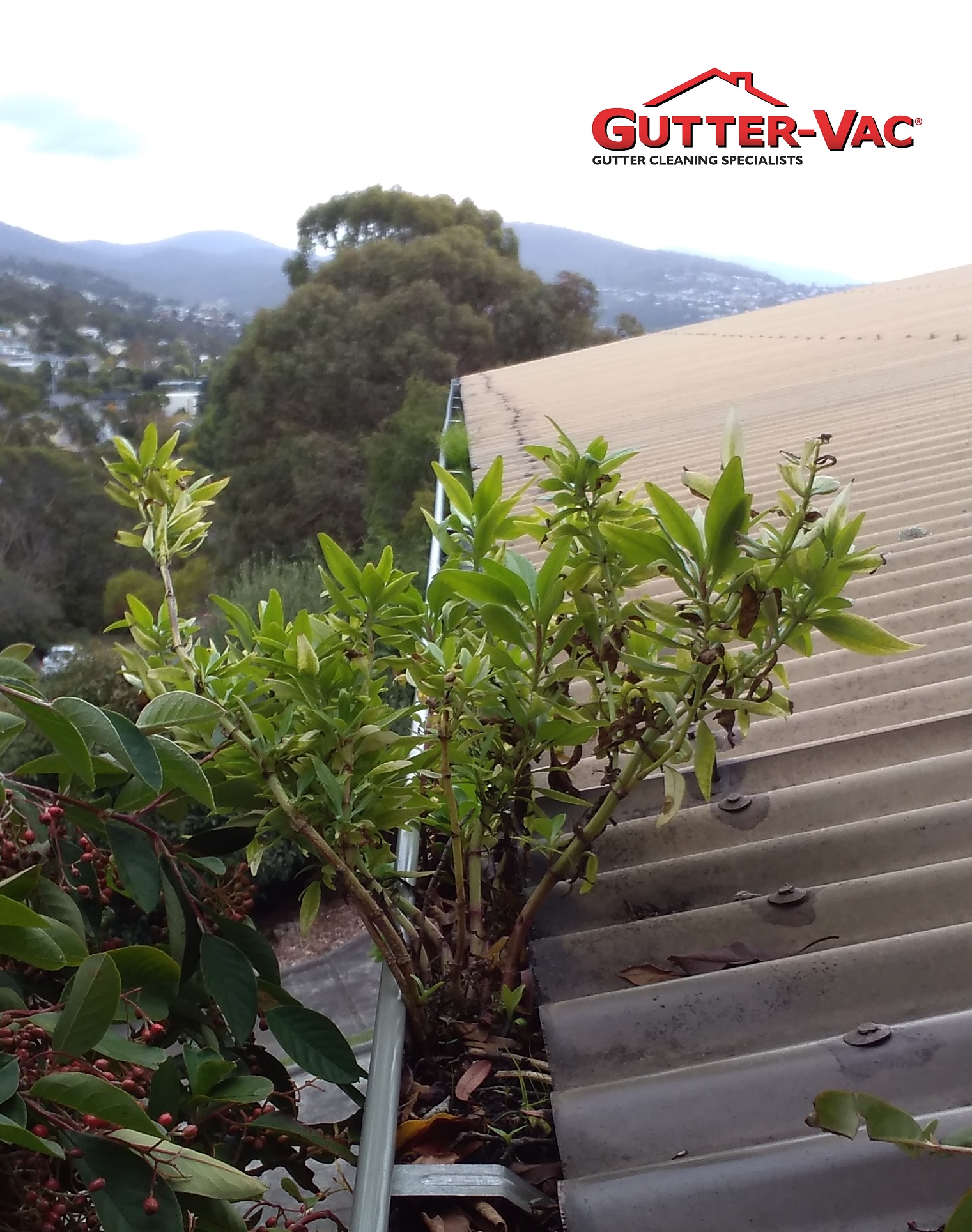 Do You Have Small Trees Growing In Your Gutter?