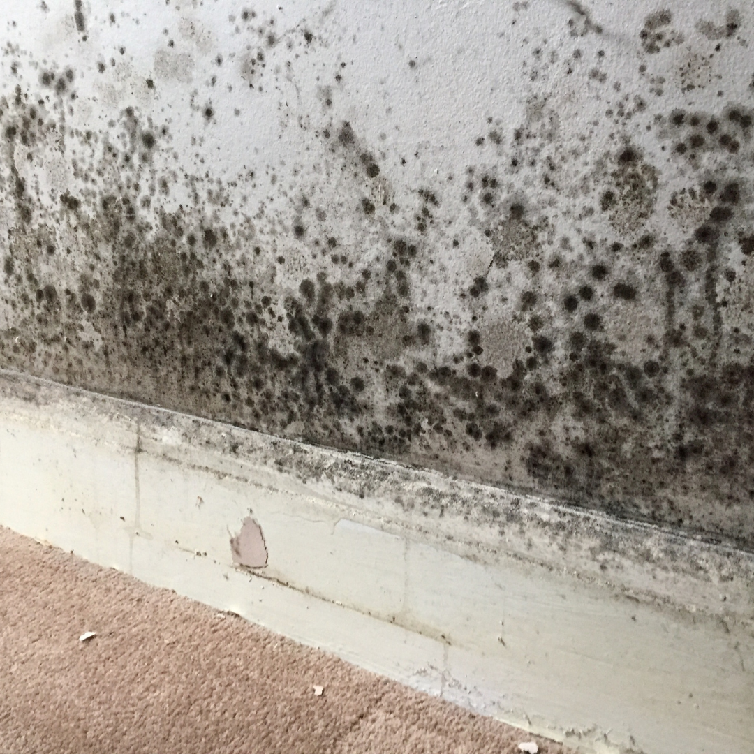 The Impact of Mould on Your Home and Why It Must Be Removed