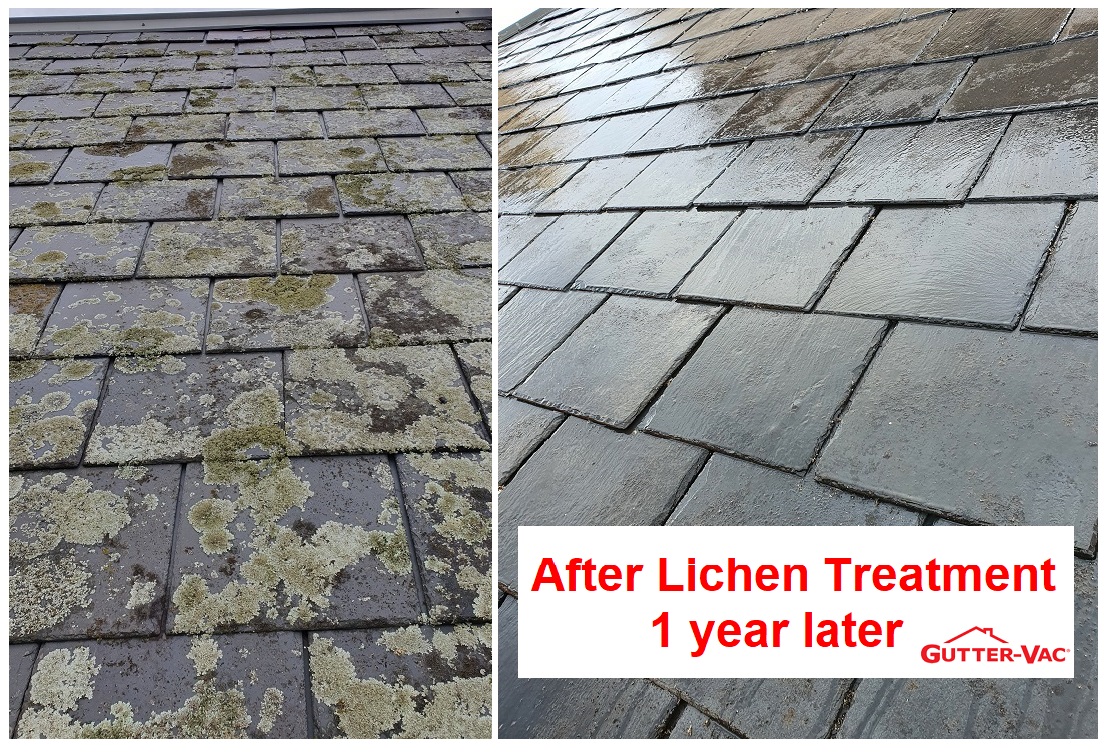 Does Lichen Cause Damage to a Roof?