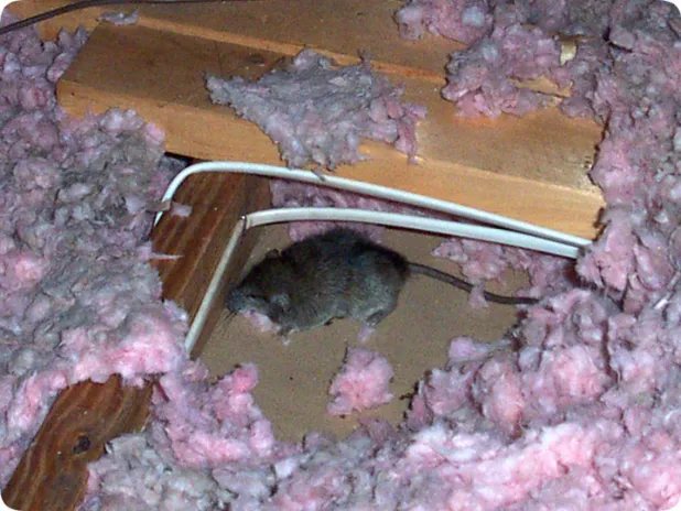 gutter vac brisbane east ceiling cavity mice