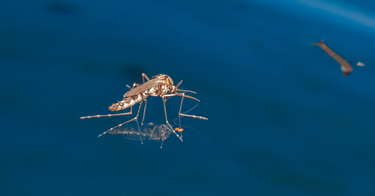 Mosquitoes and Dirty Gutters: Unraveling the Attraction and Effective Deterrence