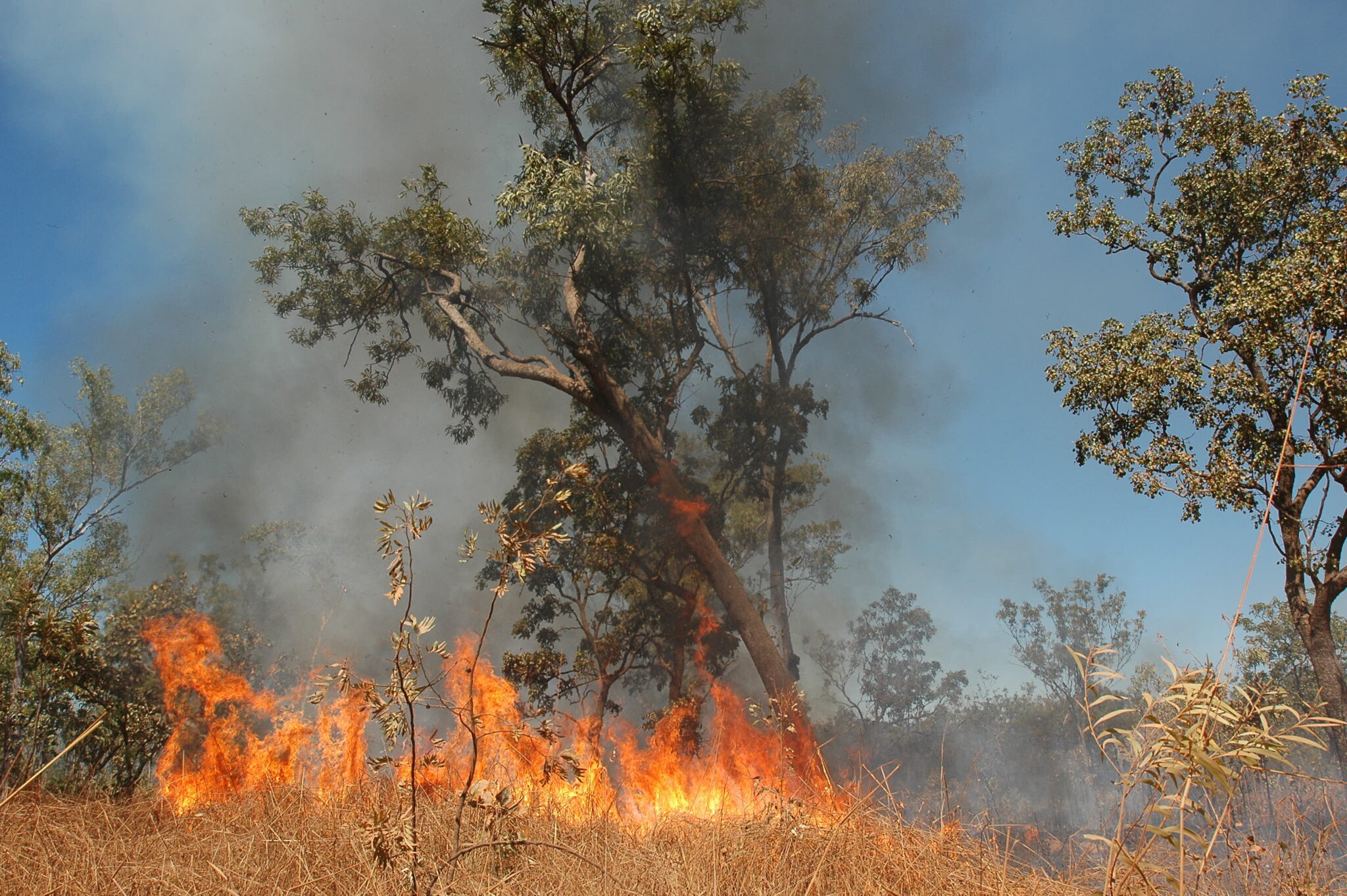 Have you had your gutters cleaned this bush fire season?