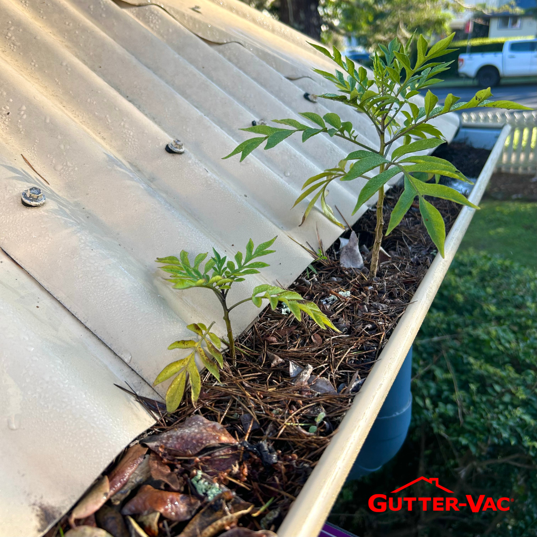 Why does frequency matter when it comes to gutter cleaning?