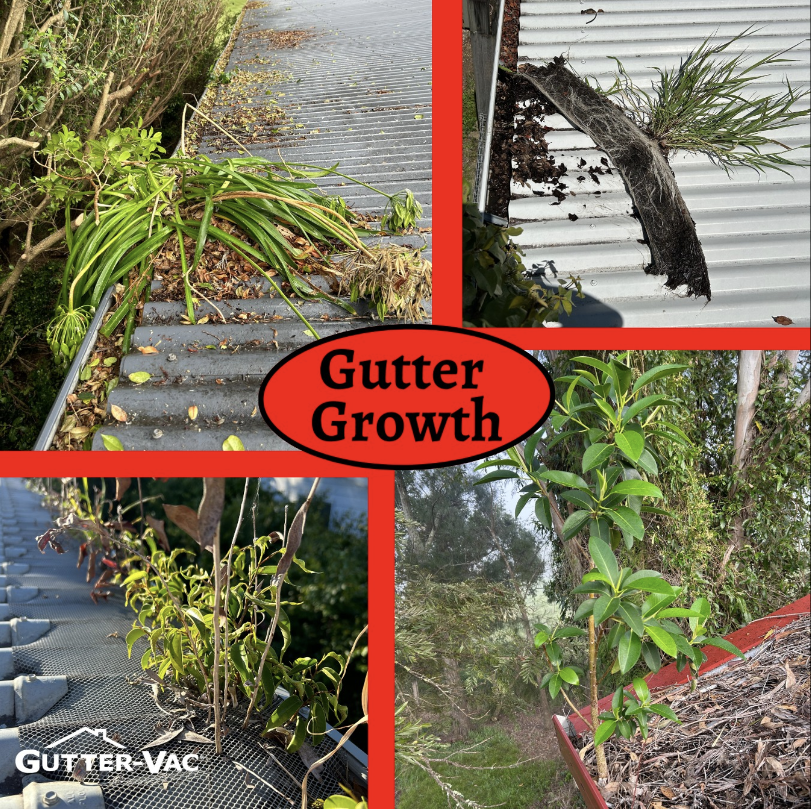 The downside of gutter growth: Why regular maintenance is crucial