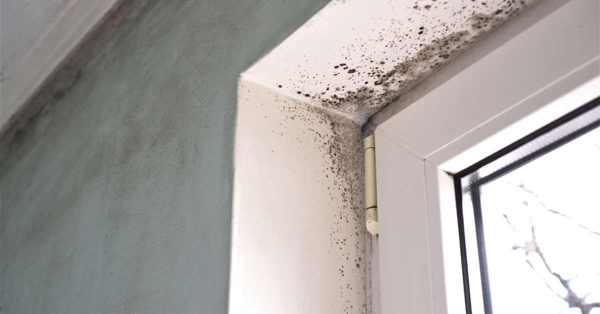 Mould and mildew: The hidden dangers of clogged gutters and the health risks for Brisbane families