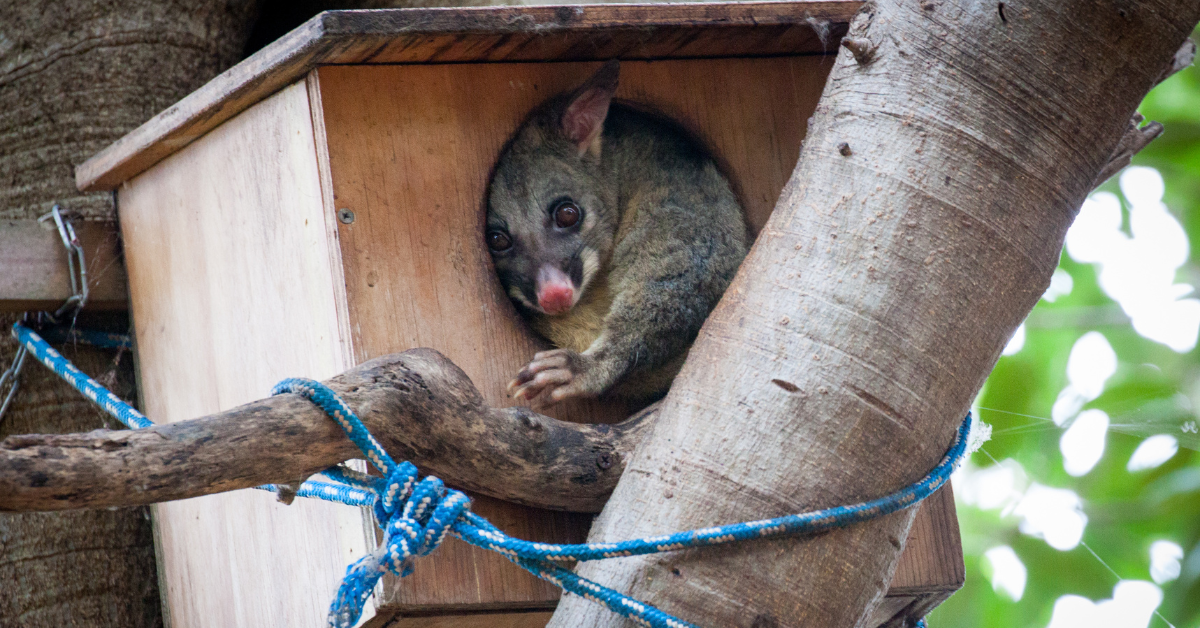Oakleigh’s wildlife and your gutters: A coexistence guide